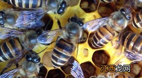 蜜蜂养殖要注意哪些 蜜蜂养殖有哪些秘诀