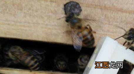 活框蜂箱是怎么构成的 活框蜂箱组装图解