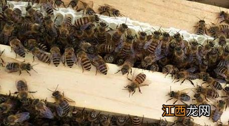 中蜂没有蜂王怎么分蜂 中蜂分蜂没有蜂王会成功吗