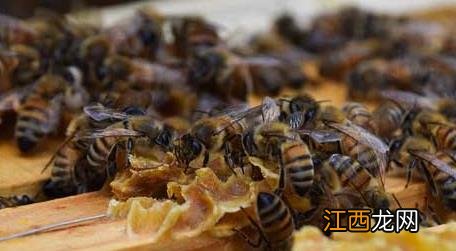 中蜂和平盗原因及处理办法 中蜂和平盗蜂解除的好方法