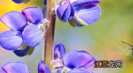 怎样招蜜蜂方法最快 怎样才能招蜜蜂