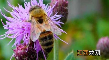 怎样才能找到野生蜜蜂窝? 怎样才能找到野生蜜蜂窝