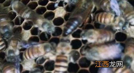 蜂螨怎么防治最有效 如何治疗蜂螨