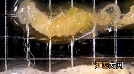 爬蜂的治疗方法 怎样快速治疗爬蜂病