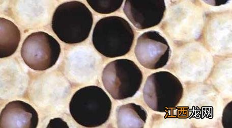 中蜂常见病虫害防治技术 中蜂有哪些病虫害