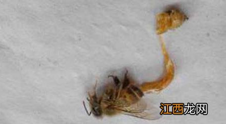 中蜂病虫害种类及图片大全 中蜂有几种病虫害