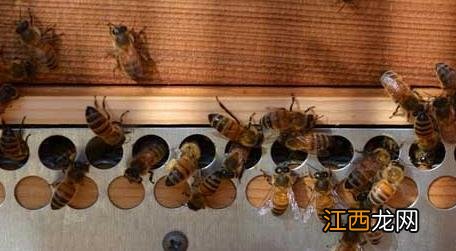 蜂螨的危害是什么 蜂螨是什么引起的