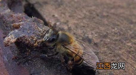 蜂螨的危害是什么 蜂螨是什么引起的