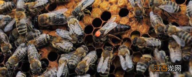意蜂黑蜂病怎么治疗 意蜂病害防治