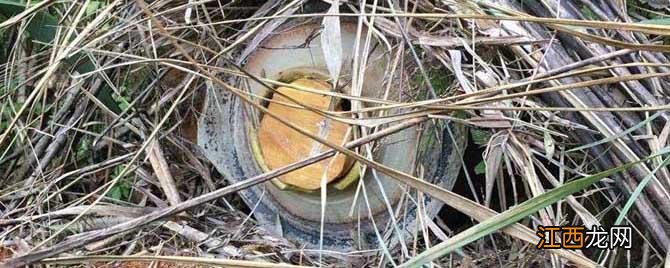 怎么找野生蜜蜂窝最快 怎么找野生蜜蜂窝最快蜜蜂的粪便是什么颜色的成什么型