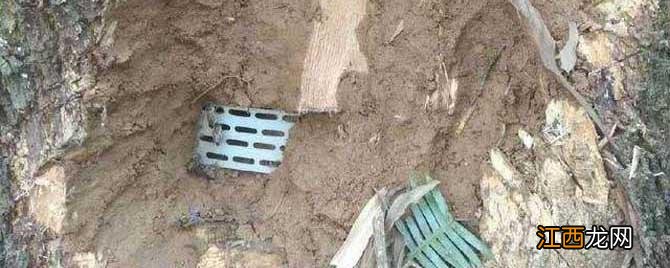 怎么诱蜂最容易来蜂 怎么诱胡蜂最容易来蜂