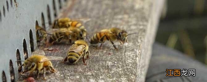 意蜂能定地饲养吗 意蜂定地养最好的蜂种