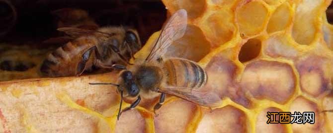 澳洲黑蜂胶都是假的吗 澳洲蜂胶都是假的吗