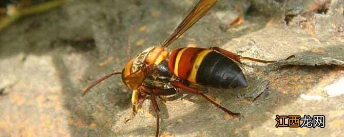 虎头蜂蛰了怎么消肿止痒 人头蜂蛰了怎么消肿止痒