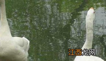 母鹅冬季养殖需要注意的五个问题 母鹅冬季养殖需要注意的五个问题是什么