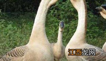 果园养鹅的利弊谈：在果园里养鹅有哪些好处？