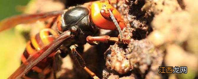 比虎头蜂还大的黑蜂是什么蜂 虎头蜂和蜜蜂的区别