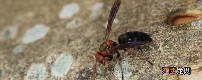 被牛角蜂蛰了多久过危险 被牛角蜂蛰了不处理会有事吗