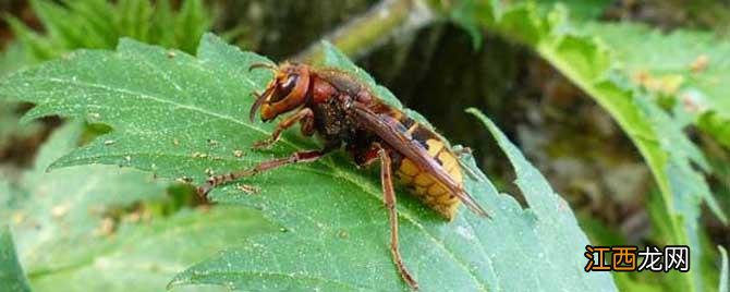遇到牛角蜂怎么办 怎么驱赶牛角蜂