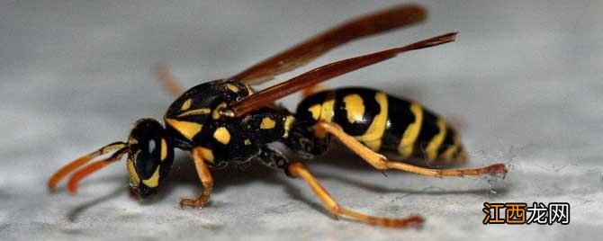 马蜂蛰了对人有好处吗 马蜂蛰了有啥好处