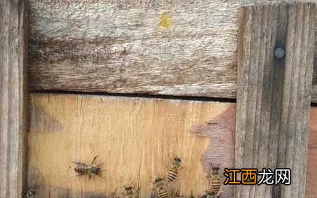 传统蜂箱 传统蜂箱怎么割蜜