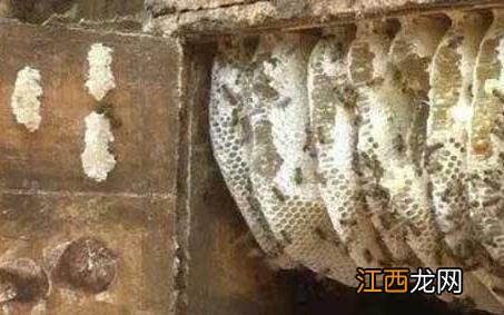 传统蜂箱 传统蜂箱怎么割蜜