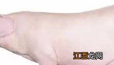 怎样选择后备母猪 如何选育合格的后备母猪