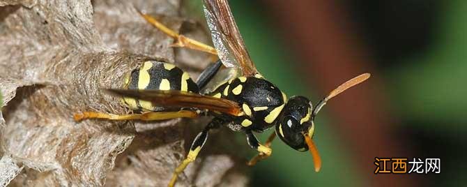 马蜂窝移走了还会回来吗 马蜂窝会自己搬走吗