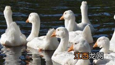 雏鸭常见病的症状表现及防治方法 雏鸭常见病的症状治疗