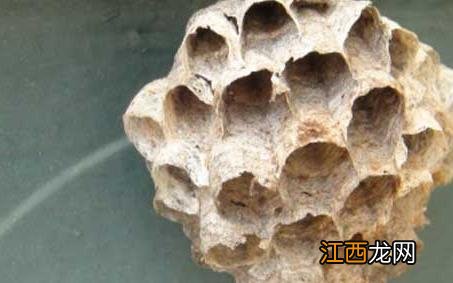 小胡蜂 狗屎蜂 狗屎蜂长什么样子