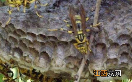 长脚佬 长脚是什么蜂 长脚胡蜂