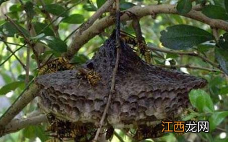 长脚佬 长脚是什么蜂 长脚胡蜂