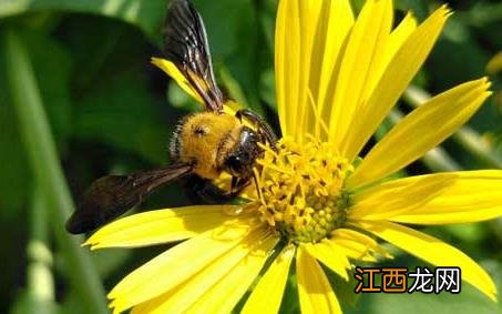 木蜂蜇人吗 木蜂