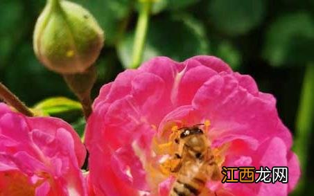 蜜蜂采蜜的优美句子 蜜蜂采蜜