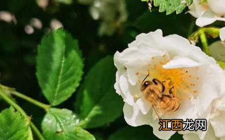 蜜蜂采蜜的优美句子 蜜蜂采蜜