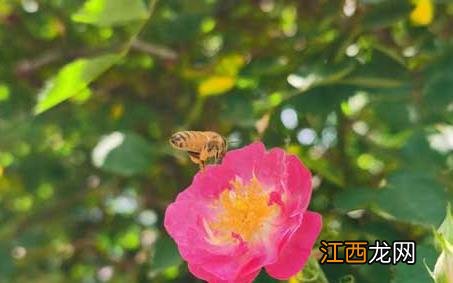 蜜蜂采蜜的优美句子 蜜蜂采蜜