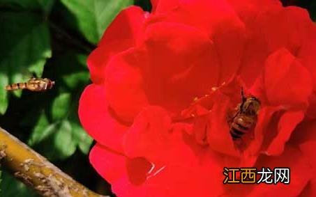 蜜蜂采蜜的优美句子 蜜蜂采蜜