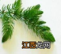 鸭子爱吃什么野菜 鸭子爱吃的野生植物饲料有哪些