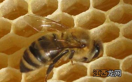 烂子病 美洲幼虫腐臭病 美洲幼虫腐臭病的治疗