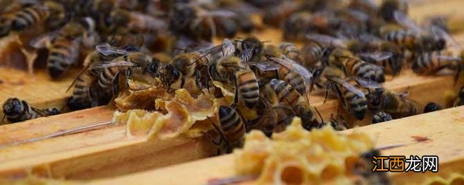 秋季蜜蜂怎么管理 秋季怎样调整蜜蜂的群势