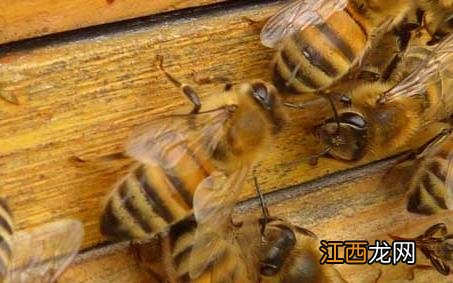急性蜜蜂麻痹病 蜜蜂慢性麻痹病