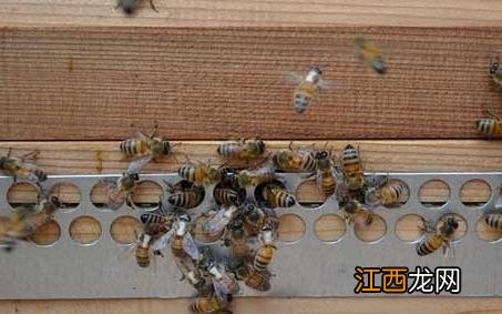 急性蜜蜂麻痹病 蜜蜂慢性麻痹病