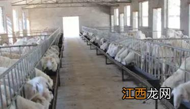 舍饲养羊技术的几个必知要点 养殖羊技术小知识