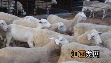 绵羊育肥喂什么料快 绵羊的育肥饲料都有什么