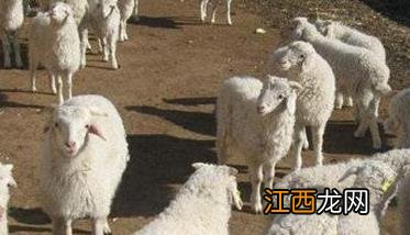 羊主要吃什么饲料,牧草饲料 羊主要吃什么饲料、牧草