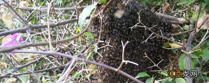 自然分蜂一般飞多远 自然分蜂会分走多少蜜蜂