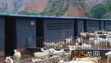 种羊场育种方案 养羊良种繁育基地建设的具体做法