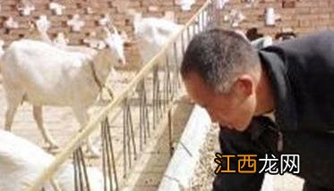 如何提高舍饲养羊的经济效益 如何提高养羊业的经济效益