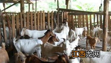 如何提高舍饲养羊的经济效益 如何提高养羊业的经济效益