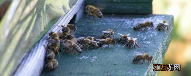 蜜蜂怎么防盗蜂 如何预防盗蜂发生